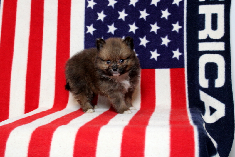puppy, for, sale, Pomeranian, Matthew B. Stoltzfus, dog, breeder, Gap, PA, dog-breeder, puppy-for-sale, forsale, nearby, find, puppyfind, locator, puppylocator, aca